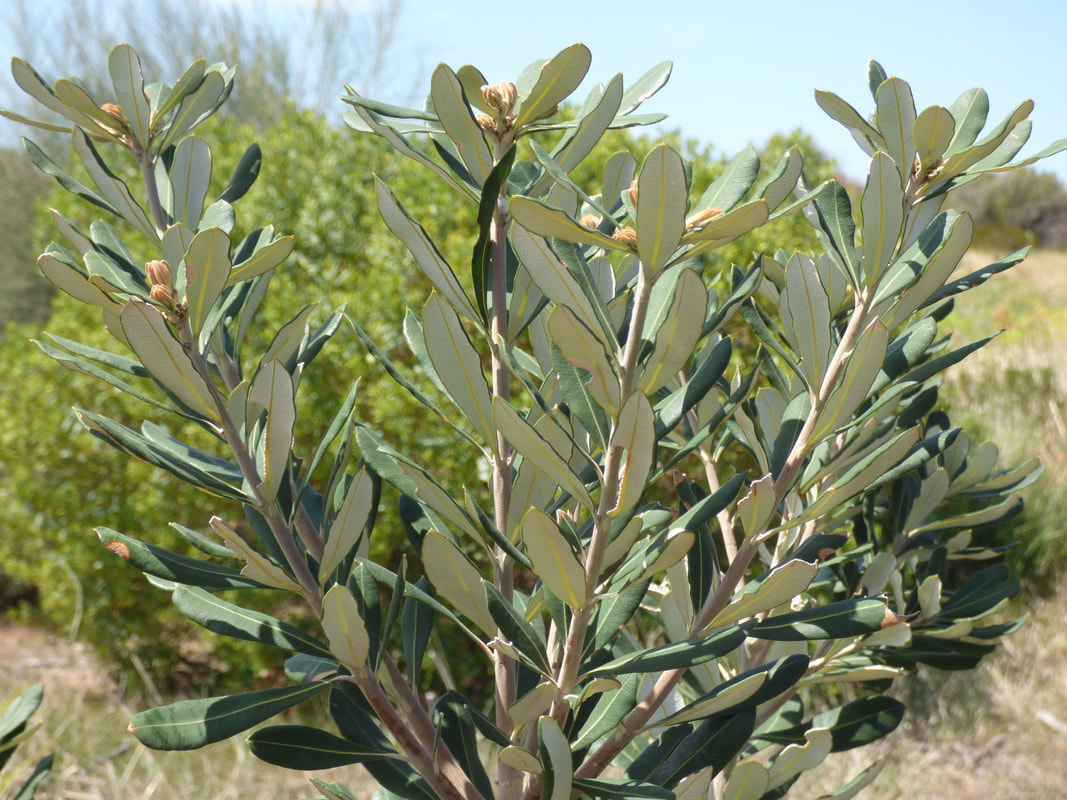 Orders Plant Natives